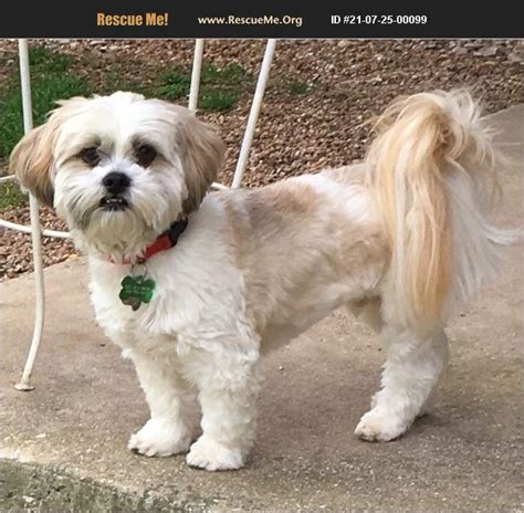 Lhasa apso rescue texas. Things To Know About Lhasa apso rescue texas. 